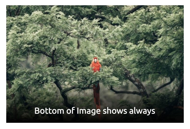 Example of Kadence Blocks Gallery with caption showing always.