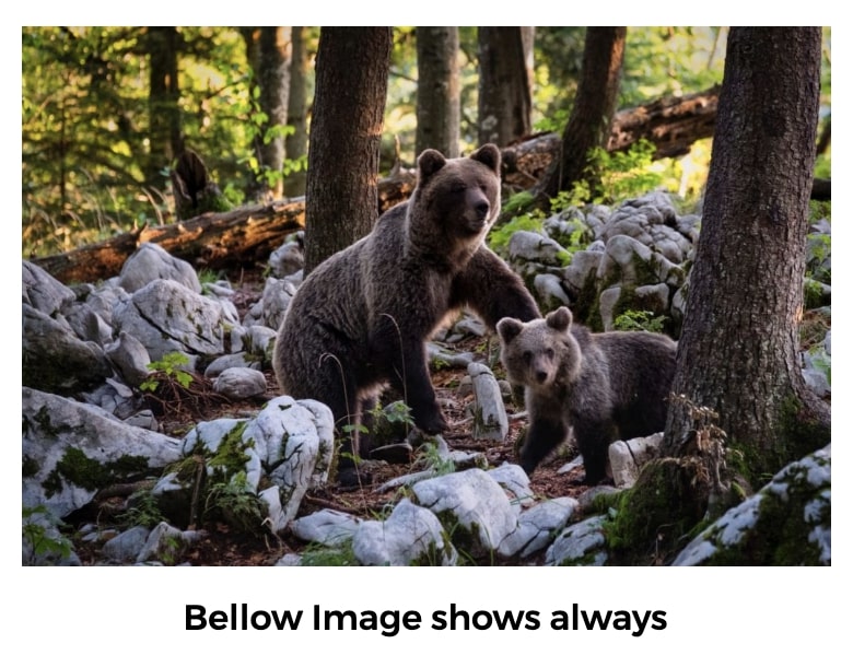 Example of Kadence Blocks Gallery with caption showing below the image.