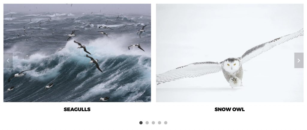 Kadence Blocks Carousel Gallery Preview