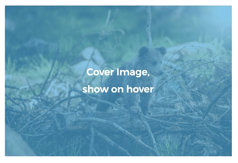 Example of Kadence Blocks Gallery with caption covering image and showing on hover.