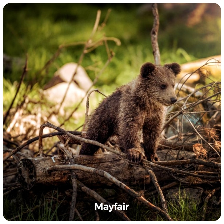 Mayfair image filter example