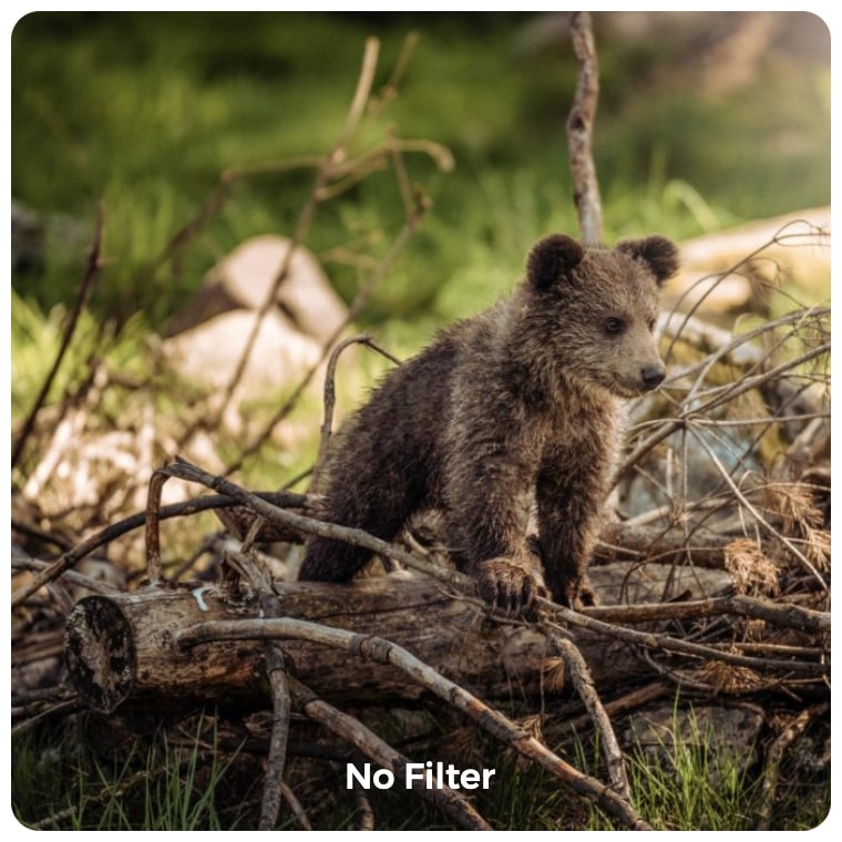 Kadence Gallery Image Filter Example with no filter