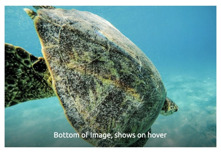 Example of Kadence Blocks Gallery with caption showing on hover