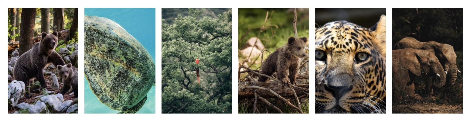 Example of image ratios in Kadence Blocks Gallery